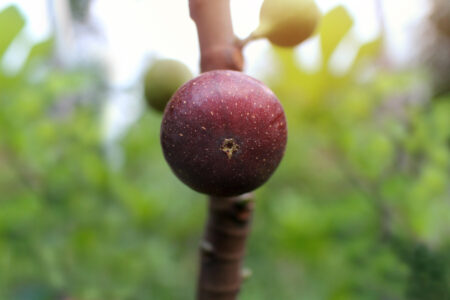 The Easiest Fruit Plants to Propagate Image